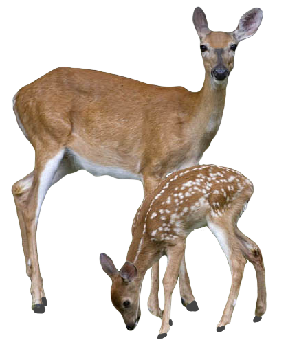 Icon Deer