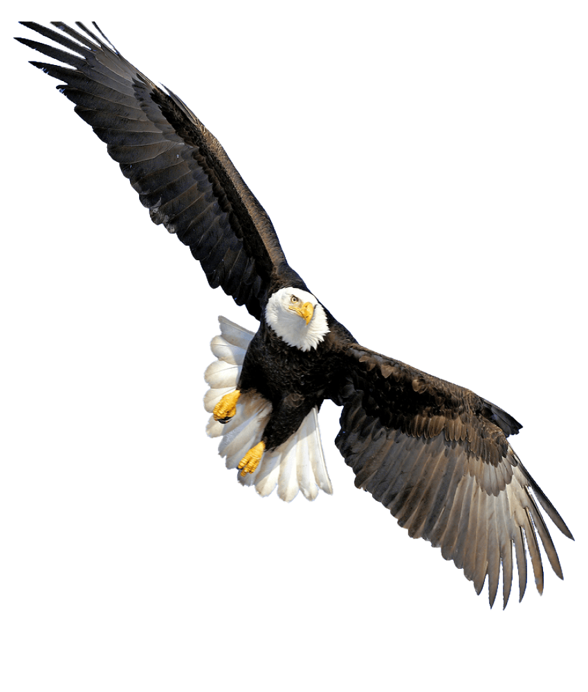 Icon Eagle