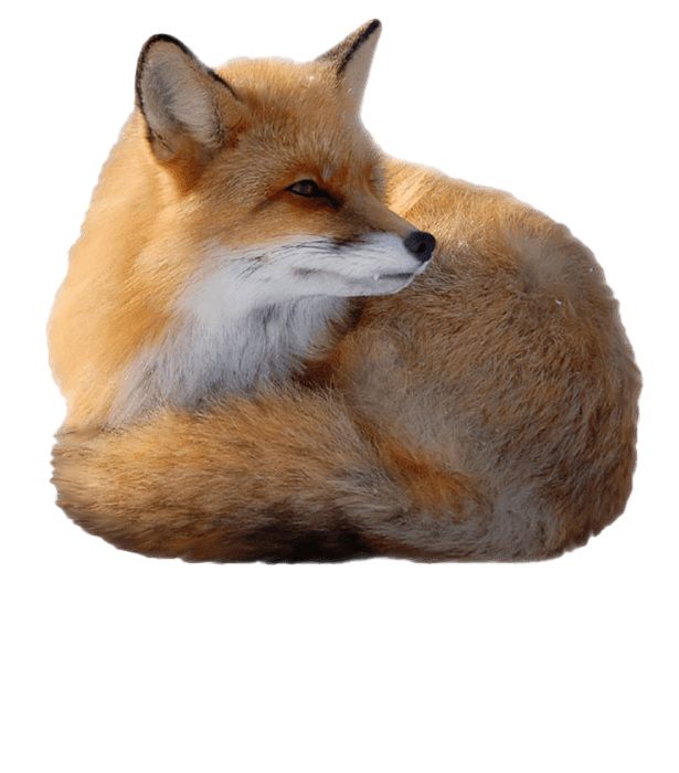 Icon Fox