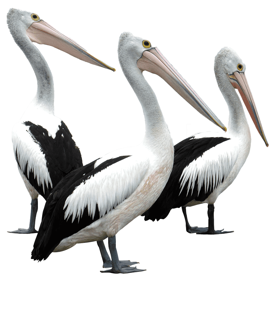 Icon Pelican