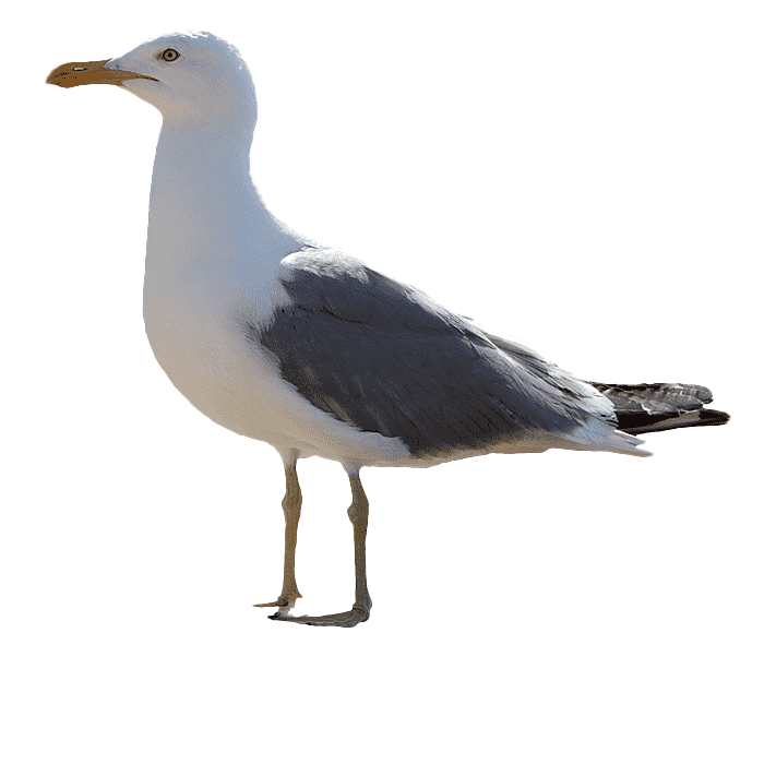 Icon Seagull